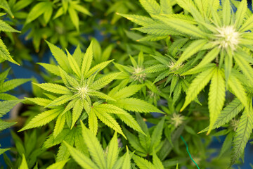 Mariuhana leaf symbol, marijuana or hemp icon, cannabis medical sign, weed drug.  Cannabis leaves...