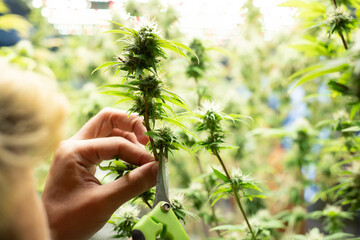 A man grower is Trimming fresh harvest cannabis buds. marijuana. Prune Marijuana Plants ways. Harvesting and Processing Commercial cannabis.