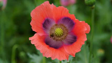 Fototapeta premium red poppy flower
