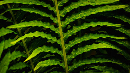fern leaf background