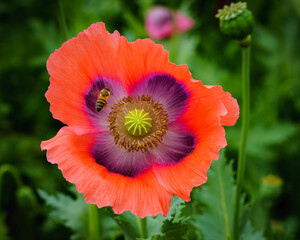 red poppy flower