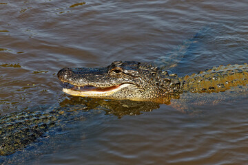 alligator in the water