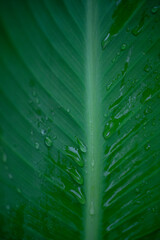 green leaf texture with veins close up, canna leaf light green background, garden plant, after the rain, dew drops, water on a leaf close-up,  vertical stripes of the canna leaf