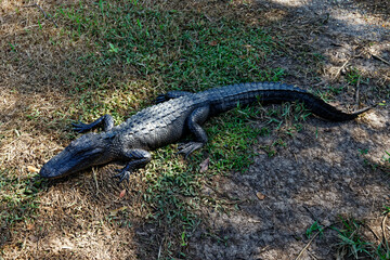 alligator in the swamp