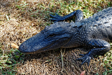 alligator in the swamp