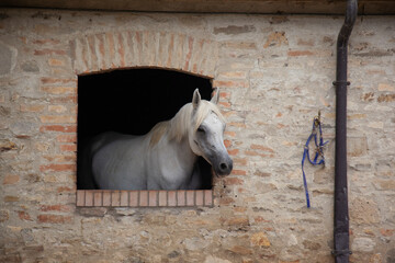 Horse at window of stable