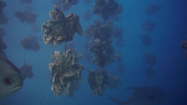 View of the underwater oyster farm with fishes on the ocean. Fresh seafood oysters growing systems in pristine waters. Watching undersea fishes and marine animals in the blue water