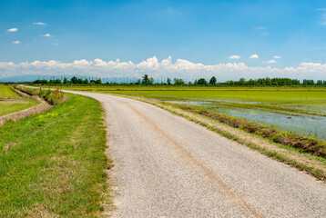 Country road across rice fields in Lomellina area in northern Italy