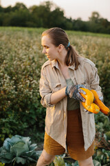 A girl farmer harvests ripe yellow zucchini in her garden.