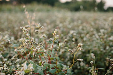 Buckwheat inflorescence close-up. A field of ripe buckwheat before the harvest.