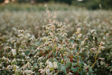 Buckwheat inflorescence close-up. A field of ripe buckwheat before the harvest.