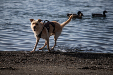 Dog playing with birds on a waterfront