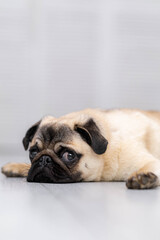 Obraz premium Portrait cute funny pug dog looking at camera lying on grey floor at home.