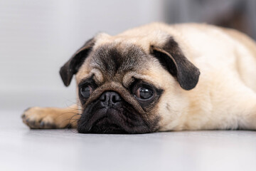 Portrait cute funny pug dog looking at camera lying on grey floor at home.