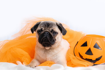 Funny face of pug dog orange witch hat halloween costume sitting on bed at home, vertical footage