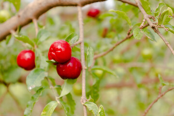 Beautiful and delicious red acerola fruit, straight from the vegetable garden. This fruit is delicious and native to Brazil.