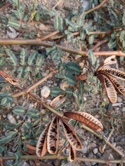 Close background and texture of yellow meadow flower, wild plant and great leaves. The photo is perfect for nature background and flower poster.