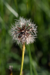 Scorzoneroides autumnalis - Leontodon autumnalis - Autumn hawkbit - Liondent d'automne