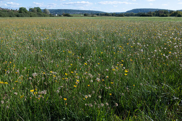Scorzoneroides autumnalis - Leontodon autumnalis - Autumn hawkbit - Liondent d'automne