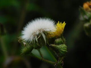 Tan suave como el algodón...