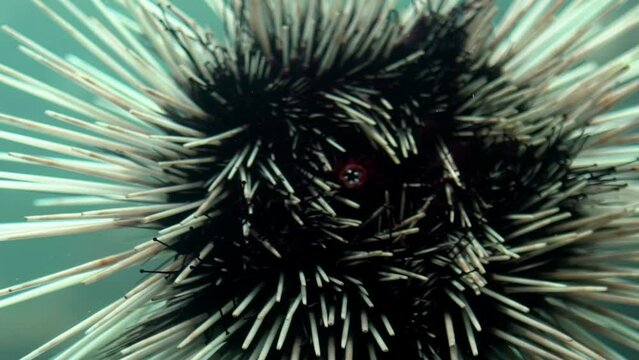 Slowmotion of a mouth spiny black Sea Urchin under water in ocean. Close-up of dangerous long spined Enchinoderm on the seabed in the Caribbean. Tropical underwater marine life ecosystem.