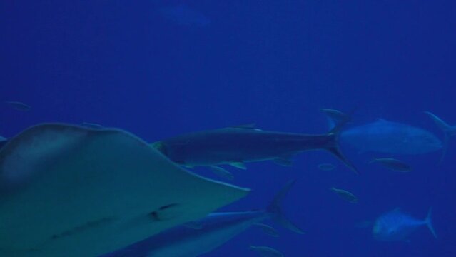 Slowmotion of underwater view of hovering giant oceanic manta ray flying over the sea floor. Mobula birostris floating on water among other fish. Watching undersea fishes and marine animals