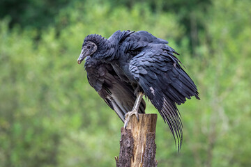 Vulture perched on tree with wings out.