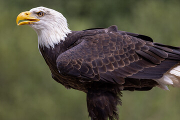 Powerful BC bald eagle  in sharp detail.