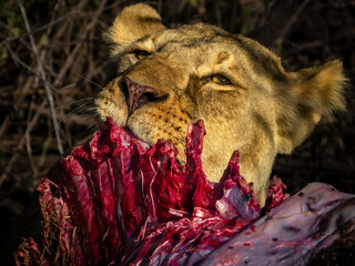 Lioness eating a fresh wildebeest kill at Amboseli National Park, Kenya