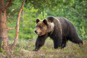 Obraz na płótnie Canvas Big brown bear, ursus arctos, walking in forest in summertime nature. Large dark mammal moving in woodland in summer. Wild predator marching in green wilderness.