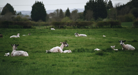 Sheep on the farm. Green field with lush grass. Sheep with little lambs. Farm countryside life. Animals on the field.