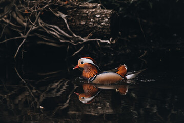 Mandarin duck swims in the lake. Wildlife, national park. - obrazy, fototapety, plakaty