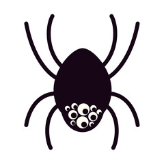 halloween spider insect