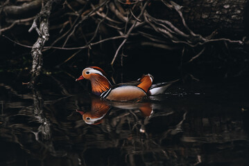 Mandarin duck swims in the lake. Wildlife, national park.