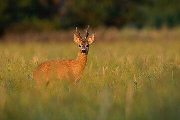 Roe deer, capreolus capreolus, standing in long grassland in autumn sunrise. Male mammal looking on meadow in fall sunlit. Roebuck watching on growing field.