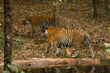 Fototapeta na wymiar Bengal tigers walking next to each other separated by a grid fence in the park.