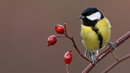 Great tit, parus major, sitting on a rose hip bush with red berries in autumn nature. Colorful garden bird resting in forest with copy space. Animal wildlife from front view.