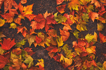 Group of fallen leaves on the ground