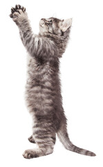 Funny Kitty Standing With Paws Up - Extracted