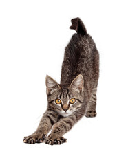 Funny Kitten Stretching Looking Forward Extracted