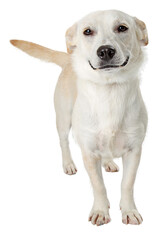 Funny Smiling Dog on White - Extracted