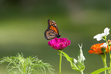 Fototapeta na wymiar Monarch Butterfly on Pink Flower