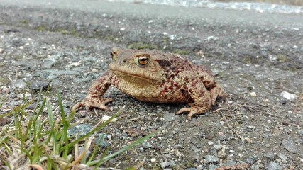 Majestic common toad (Bufo bufo) with golden eyes sitting on the side of the road