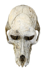 Naklejka premium A photograph of a baboon skull from above