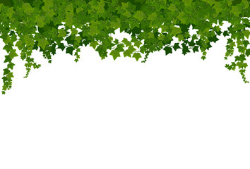 Naklejka na ściany i meble Ivy lianas background with green leaves. Cartoon vector climbing vines frame, green leaves of creeper plant, botanical decorative border. Ivy or hedera branches hanging from above, house decor