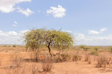 Fototapeta na wymiar Dry grazing Land in Samburu, Kenya. Empty Arid land in Africa