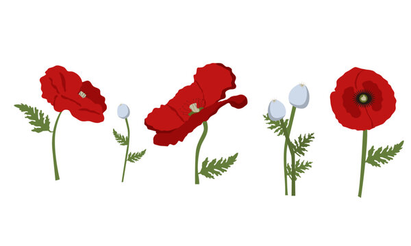 Set of beautiful red poppy flowers. Wildflowers on a white background. Vector illustration