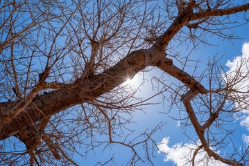baobab tree in a dry environment in Kenya, Africa