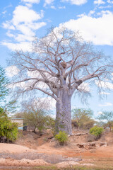 Fototapeta na wymiar baobab tree in a dry environment in Kenya, Africa