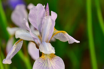 Lavender Iris Close-up